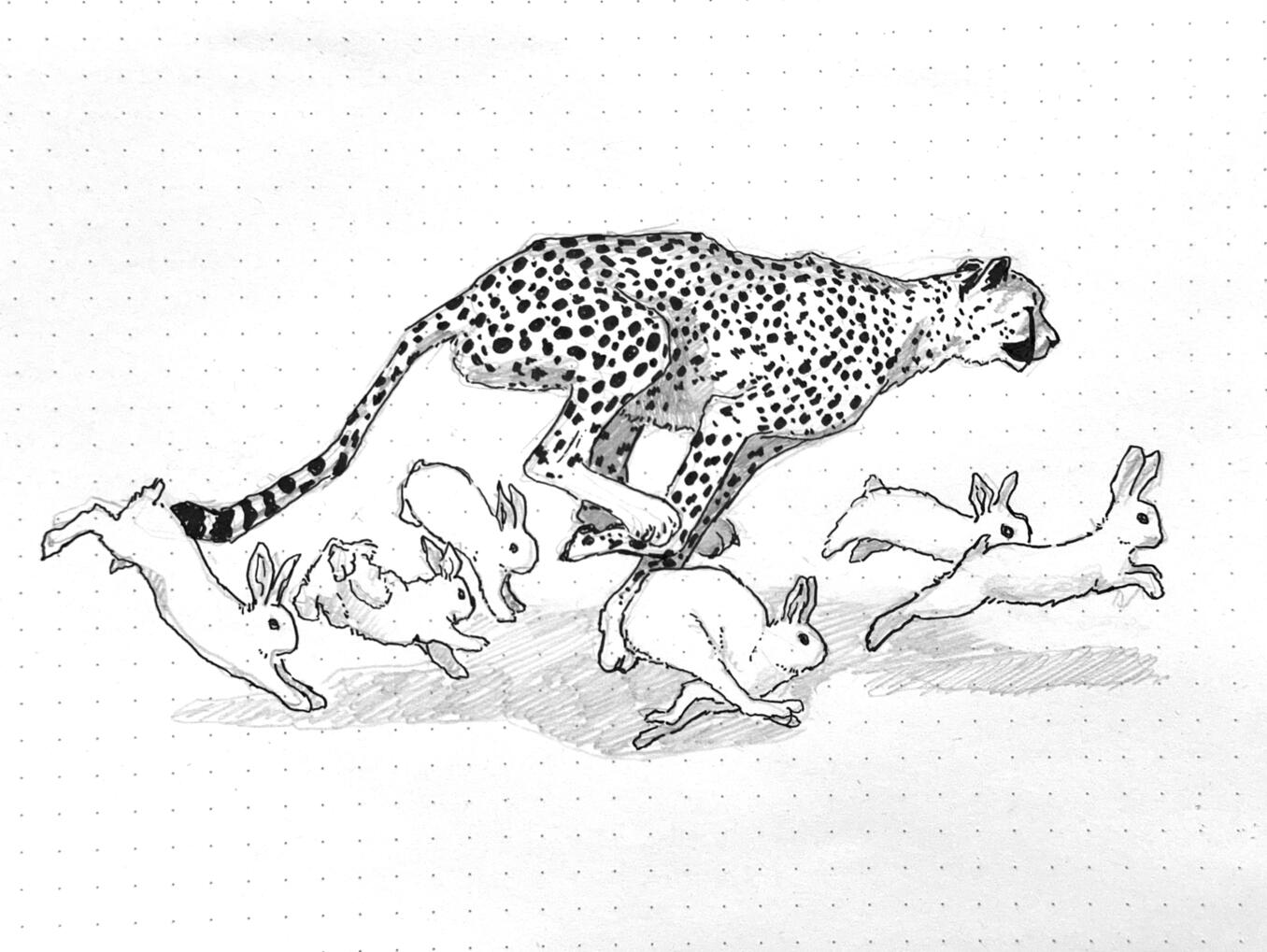 An ink and graphite illustration of a cheetah running alongside several rabbits.