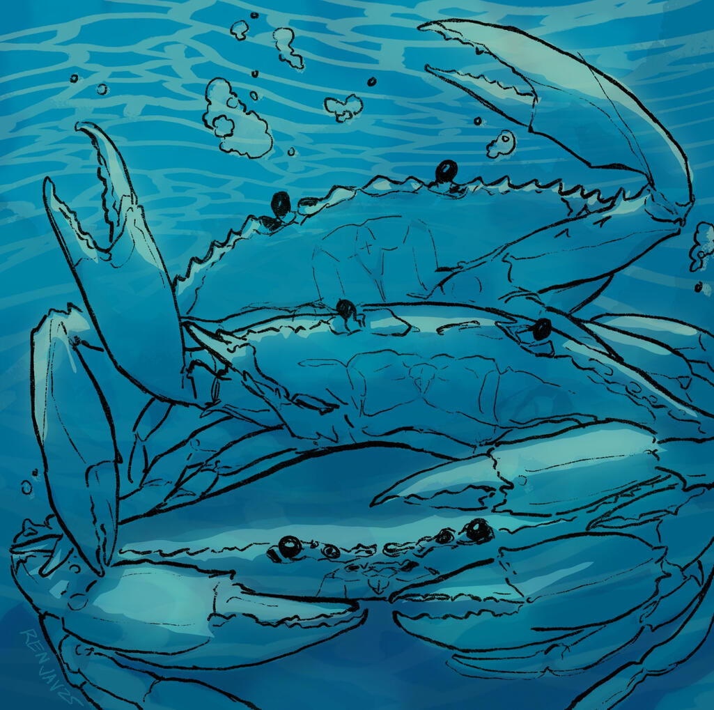 Three crabs stacked on top of each other under the ocean. The top two are waving their claws.