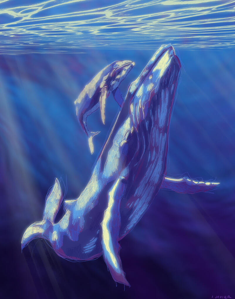 Mother whale and her calf floating in a shallow part of the ocean.